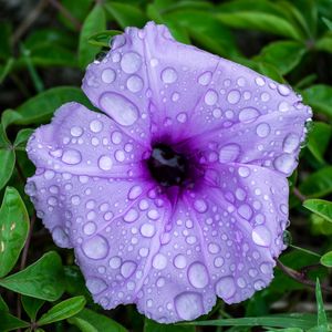 FLOR ARROXEADA