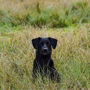 CACHORRO PRETO