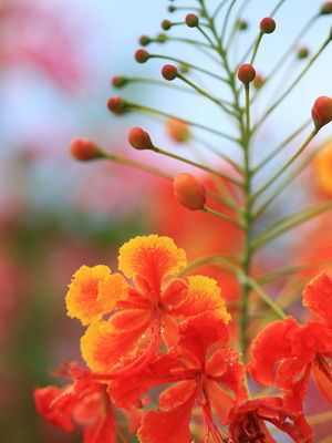 FLAMBOYANT NA PRIMAVERA