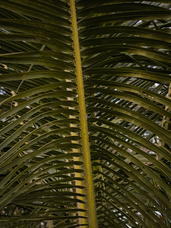 COLUNA DA PALMEIRA
