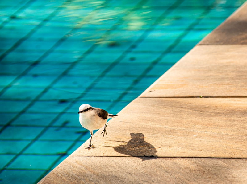 NOIVINHA NA PISCINA 1