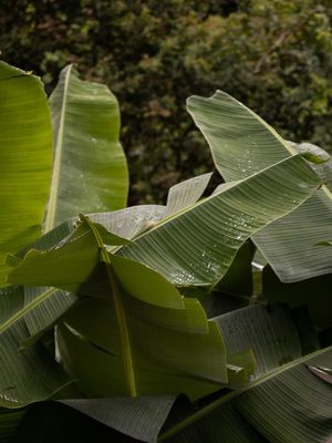 BANANEIRA AO LÉU