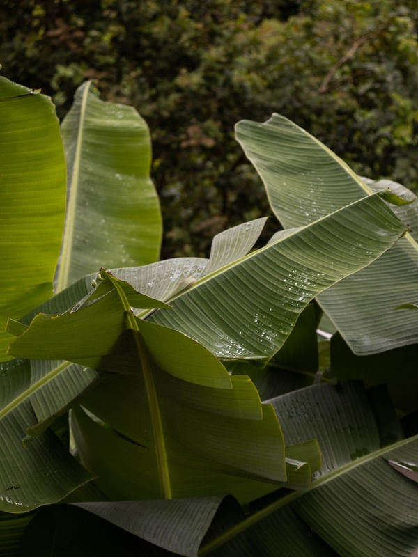BANANEIRA AO LÉU