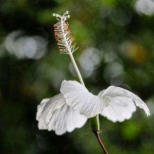 HIBISCO BRANCO SQUARE