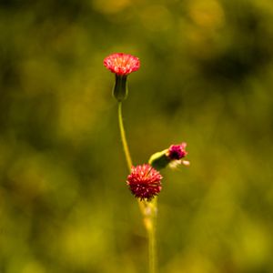 FLOR DO MATO VERMELHA