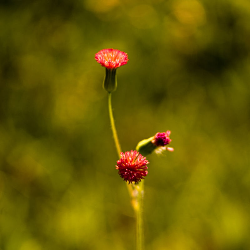 FLOR DO MATO VERMELHA