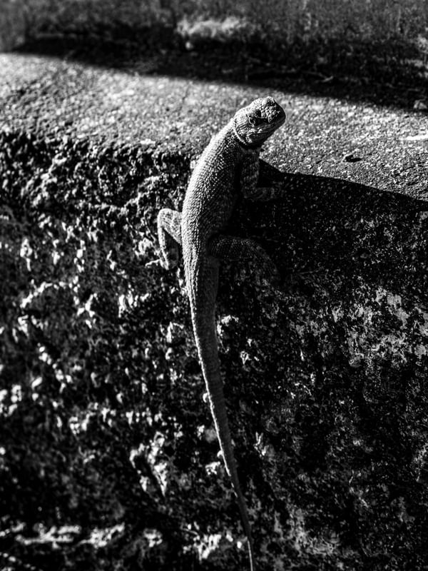 LAGARTO - CALANGO