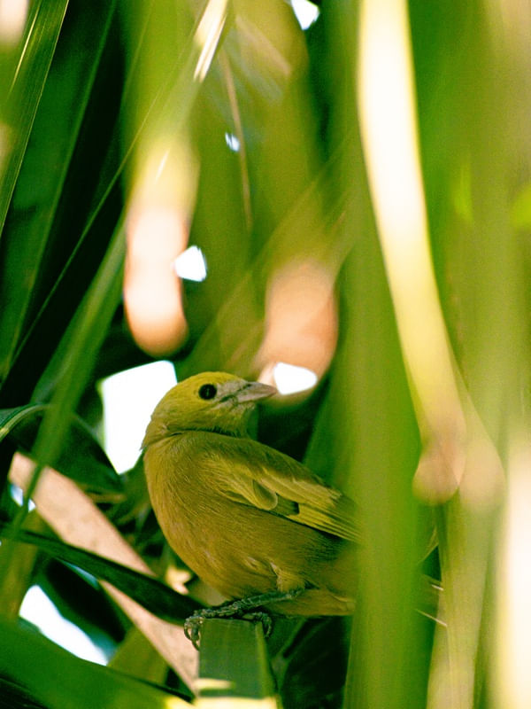 CANÁRIO E PALMEIRA