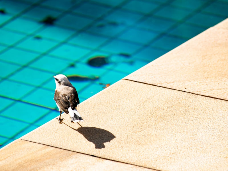 NOIVINHA NA PISCINA