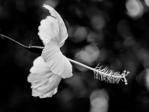 HIBISCO BRANCO P&B HORIZONTAL