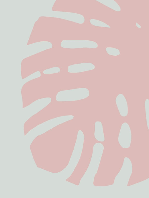 MONSTERA MONSTERA
