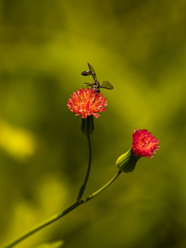 FLOR DO MATO VERMELHA E INSETO