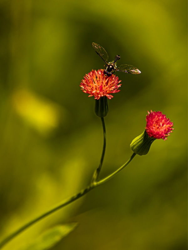 FLOR DO MATO VERMELHA E INSETO 1