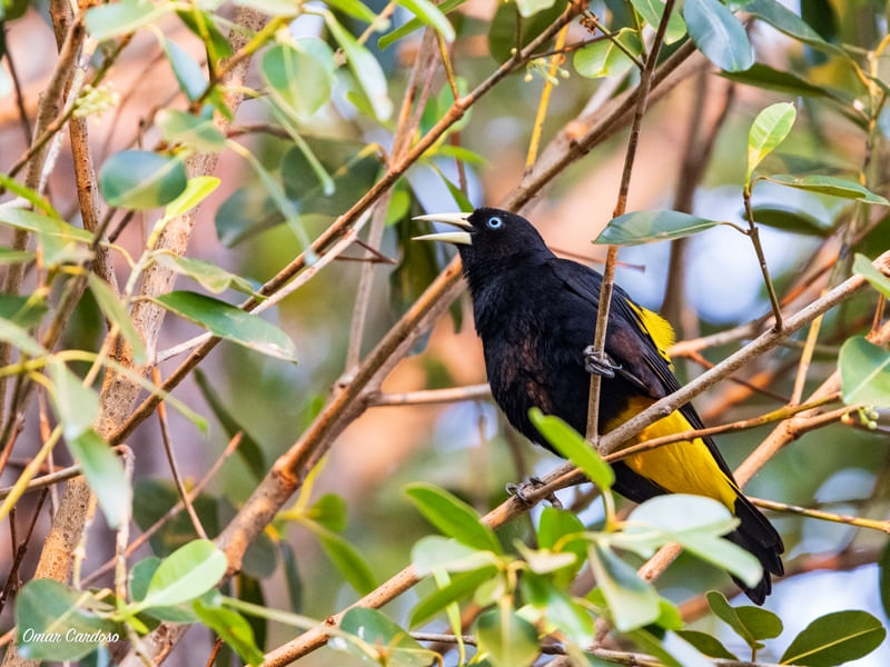 PARQUE DAS ÁGUAS MT PÁSSARO XERÉU