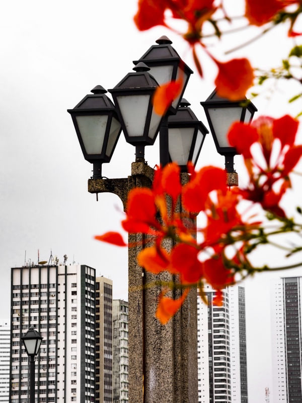 FLORES URBANAS 2