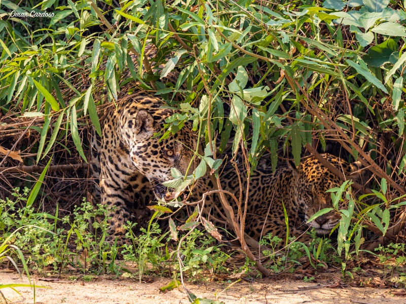 PARQUE DAS ÁGUAS MT CASAL DE ONÇAS GUAÇU E IBACA NA SOMBRA