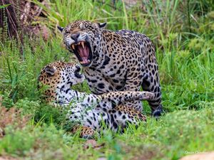 PARQUE DAS ÁGUAS MT CASAL DE ONÇAS GUAÇU E IBACA NAMORO ANIMAL