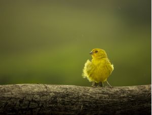 PEQUENO CANÁRIO DA TERRA