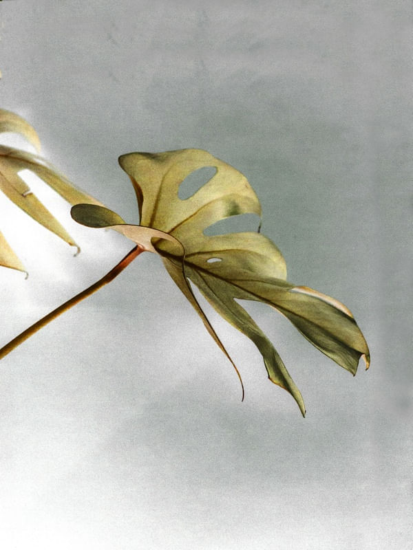 LEAF GOLD 1