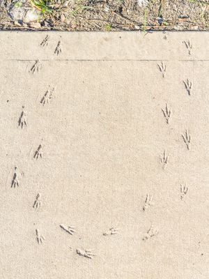 PEGADAS DE PÁSSARO EM CIMENTO