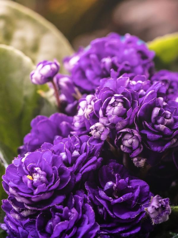 VIOLETAS ROXAS MACRO