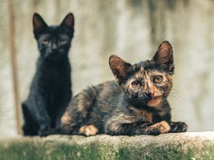 GATOS DO QUINTAL