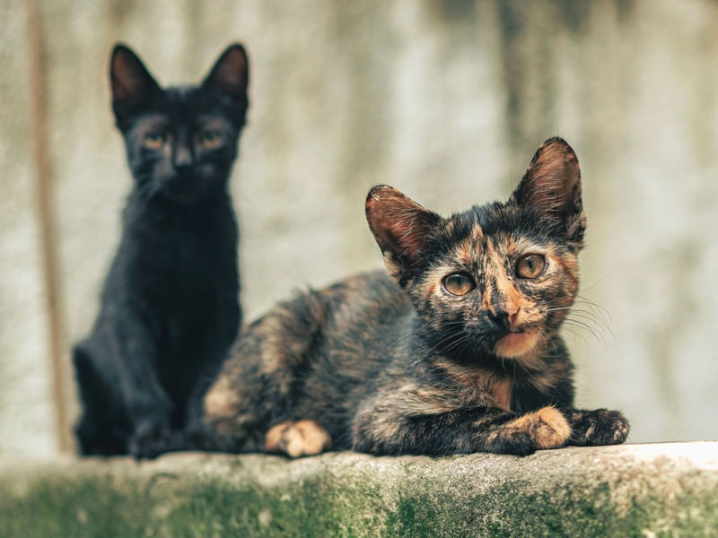 GATOS DO QUINTAL