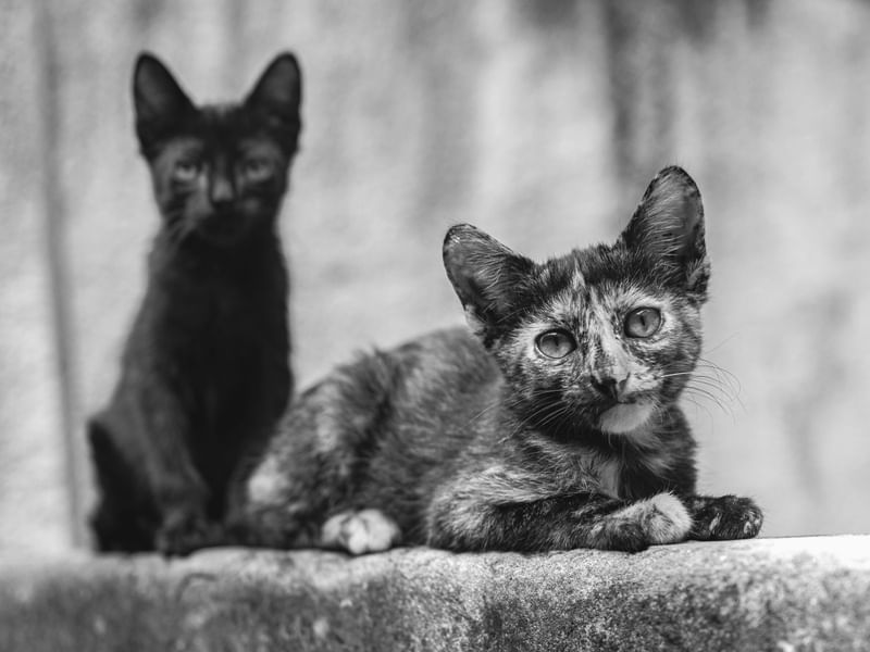 GATOS DO QUINTAL PB