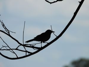 SHADOW BIRD