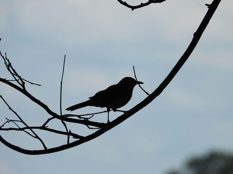 SHADOW BIRD