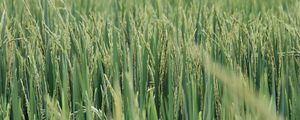 RJ - PLANTAÇÃO DE ARROZ