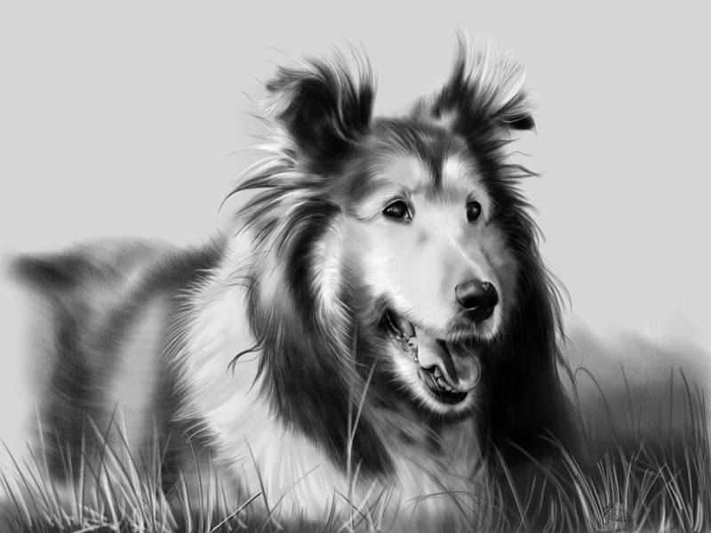 COLLIE DOG