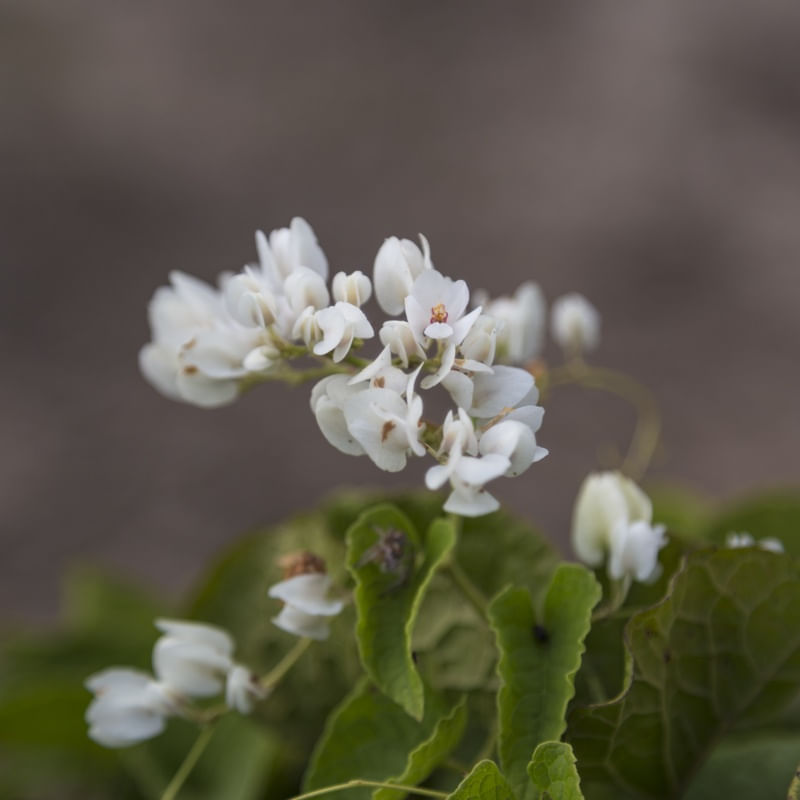 ANTIGONON LEPTOPUS II