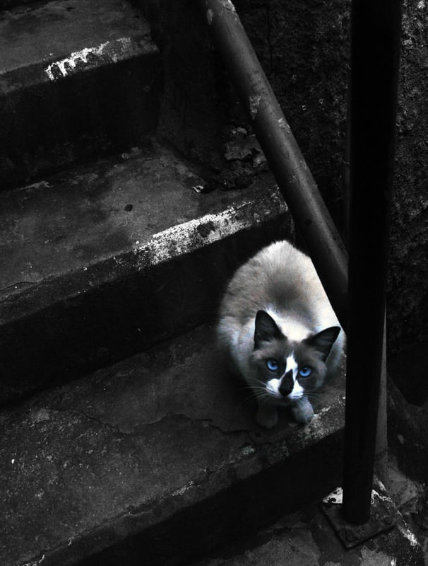 GATINHO NA ESCADA