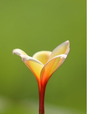 FLOR DE JASMIM MANGA