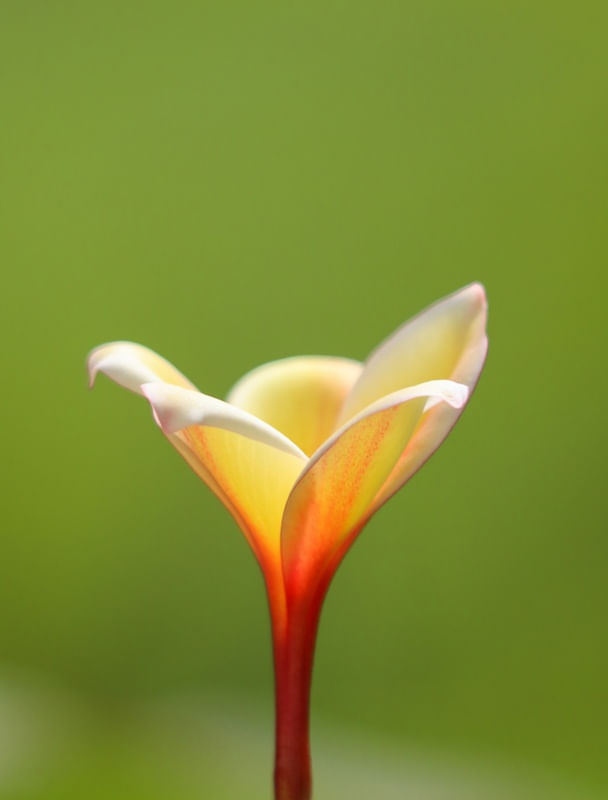 FLOR DE JASMIM MANGA