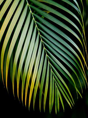 ARECA EXIBIDA