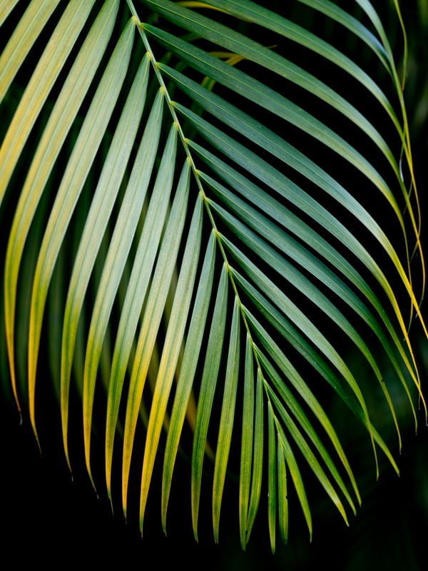 ARECA EXIBIDA
