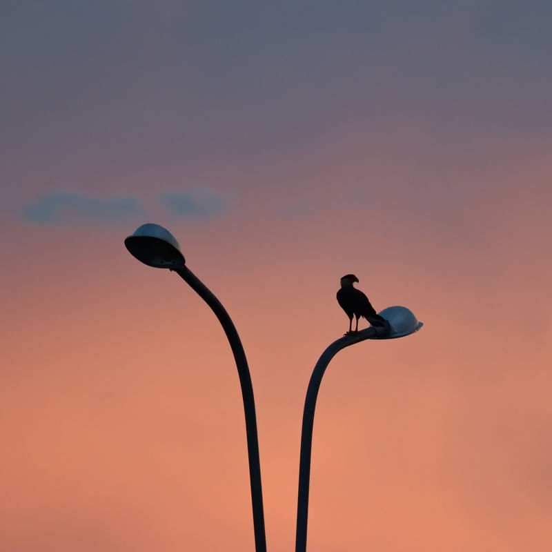 POSTE E CARCARÁ AO PÔR DO SOL
