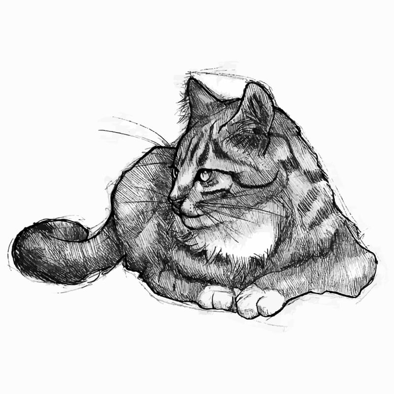EEK THE GATO