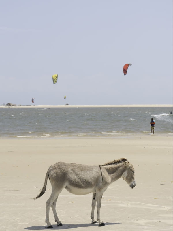 LINDO JEGUE CURTINDO UMA PRAIA