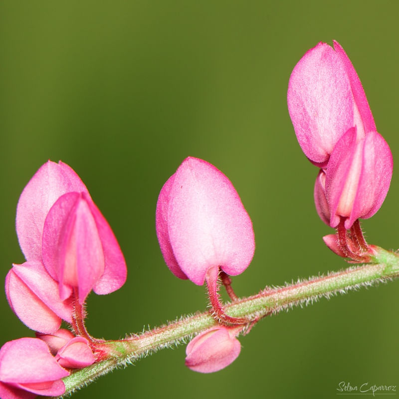 SINGELOS CORAÇÕES