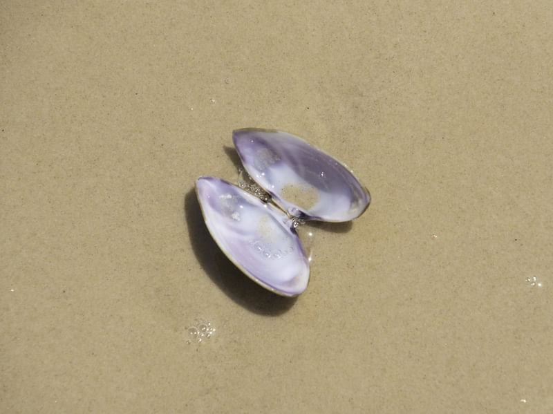 CONCHA ABERTA NA AREIA