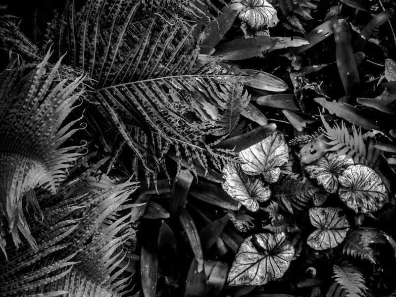 NATUREZA NEGRA I