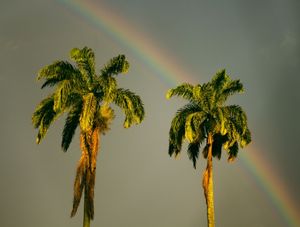 APÓS A TEMPESTADE