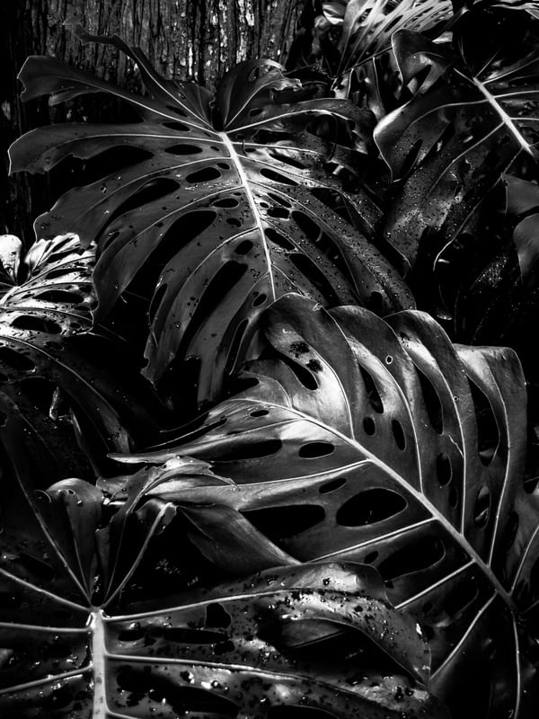 NATUREZA NEGRA III