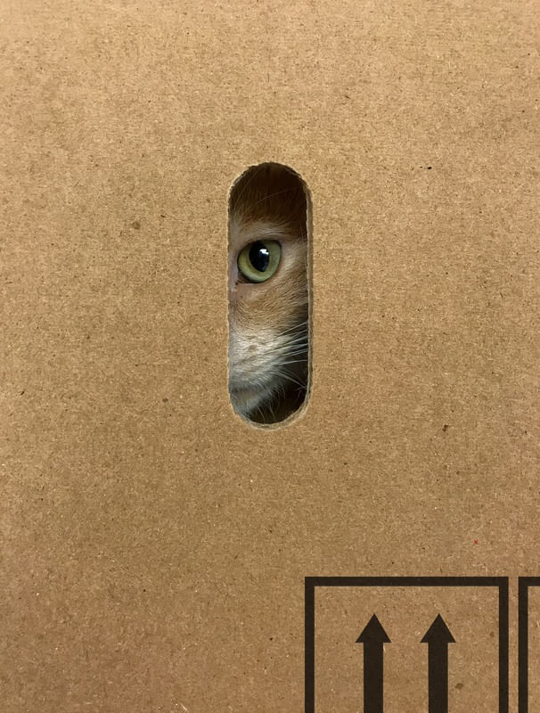 GATO AMARELO NA CAIXA