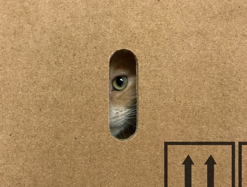 GATO AMARELO NA CAIXA 02