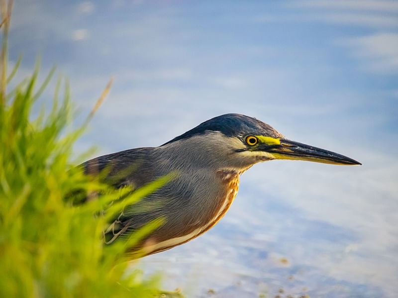 AVES DA LAGOA RODRIGO DE FREITAS