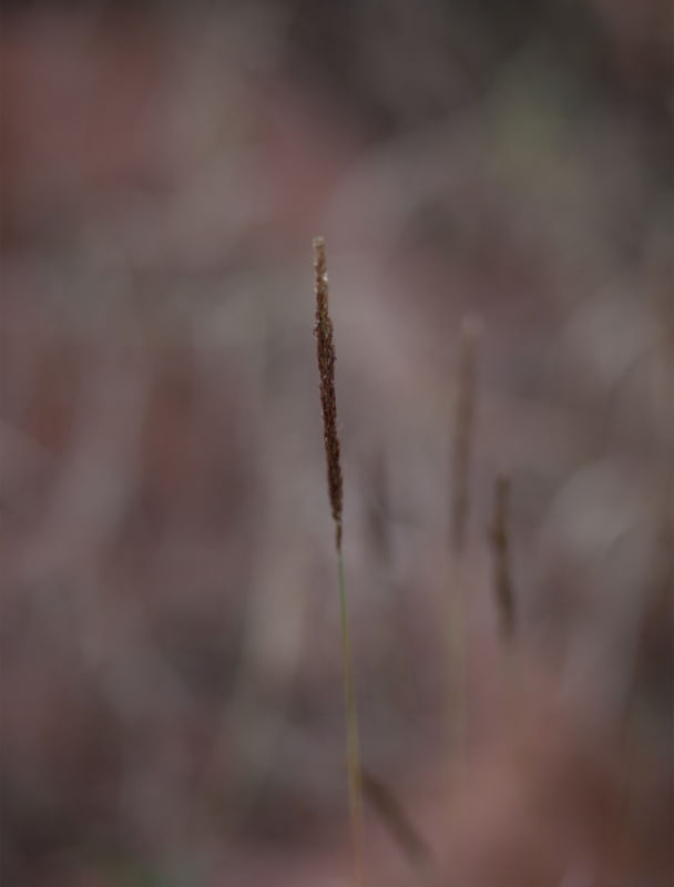 SÉRIE INSIGNIFICÂNCIAS 5